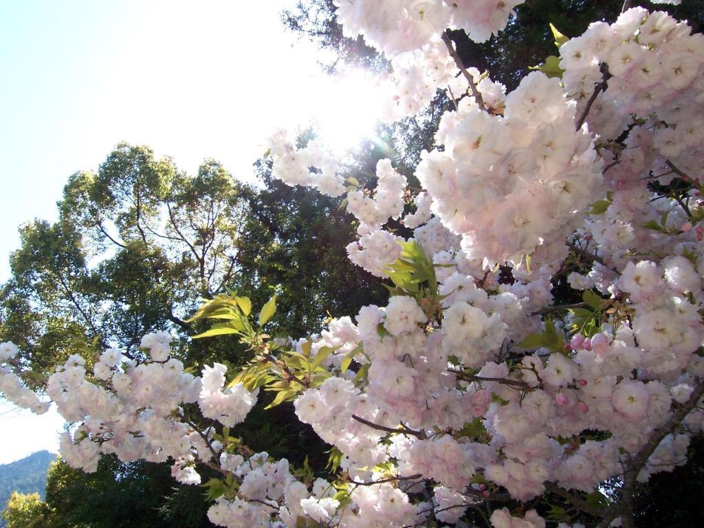 Itsumoya Hotel Hatsukaichi Buitenkant foto