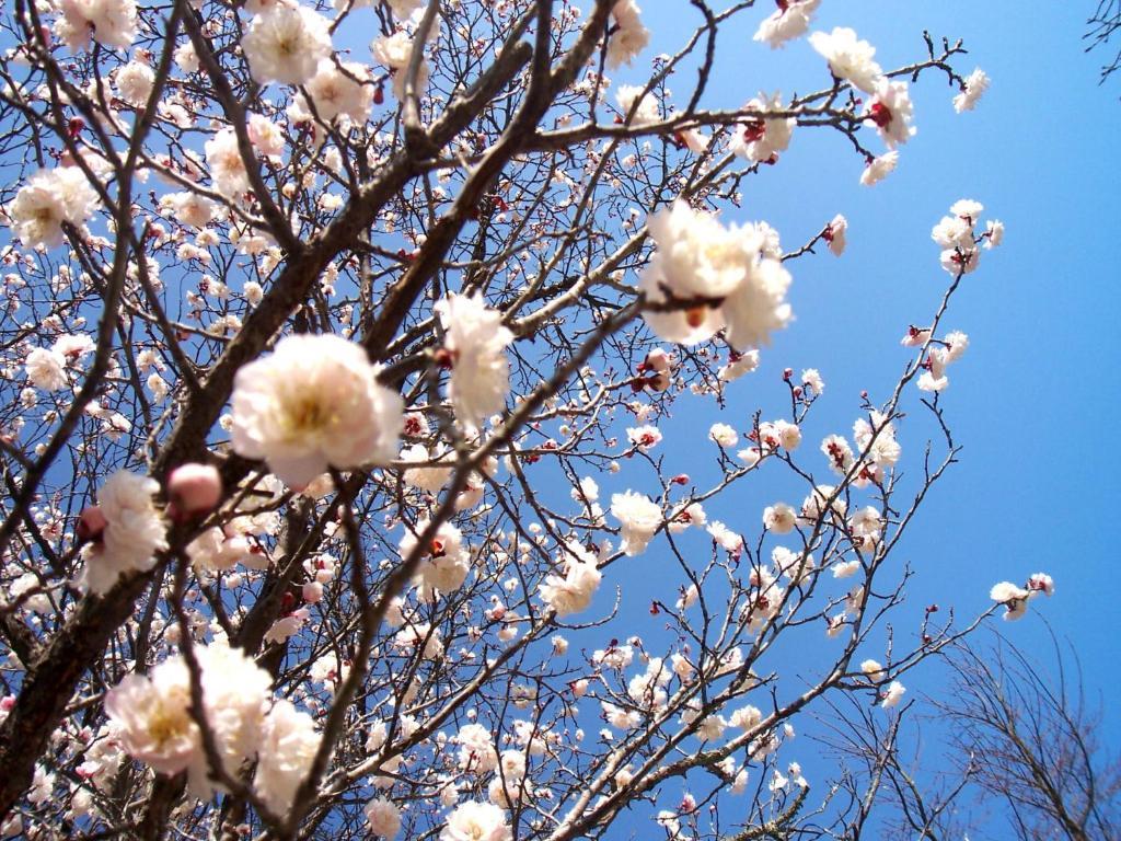 Itsumoya Hotel Hatsukaichi Buitenkant foto